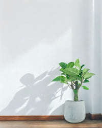 Ficus Elastica Lemon Lime - Potted plant - POTT - FICU - GRW - 6277 - Tumbleweed Plants - Online Plant Delivery Singapore