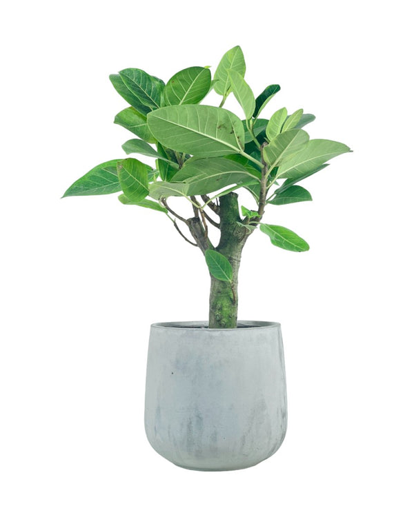 Ficus Elastica Lemon Lime - grow pot - Potted plant - Tumbleweed Plants - Online Plant Delivery Singapore