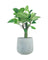 Ficus Elastica Lemon Lime