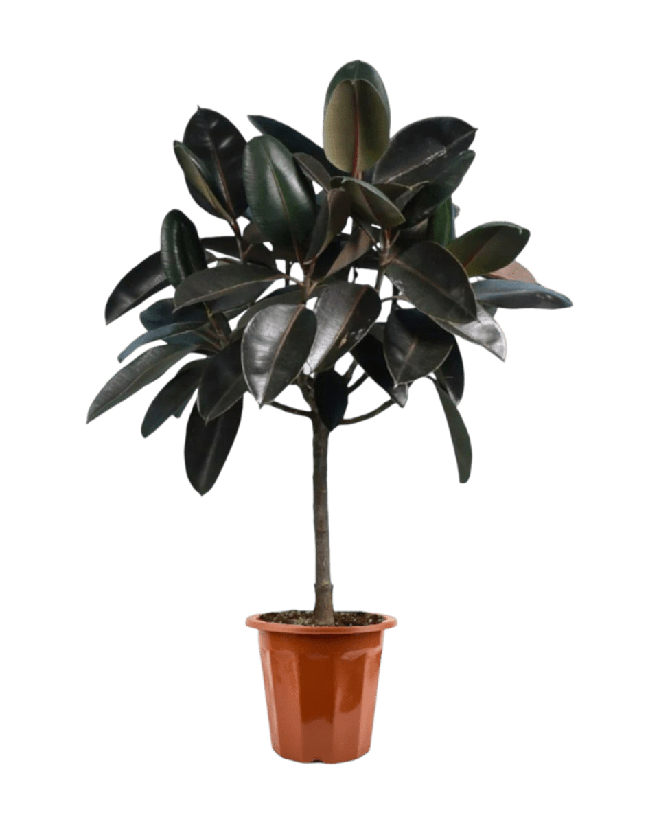 Rubber Tree in a grow pot