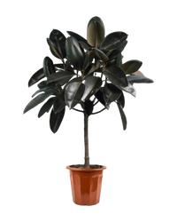 Rubber Tree in a grow pot