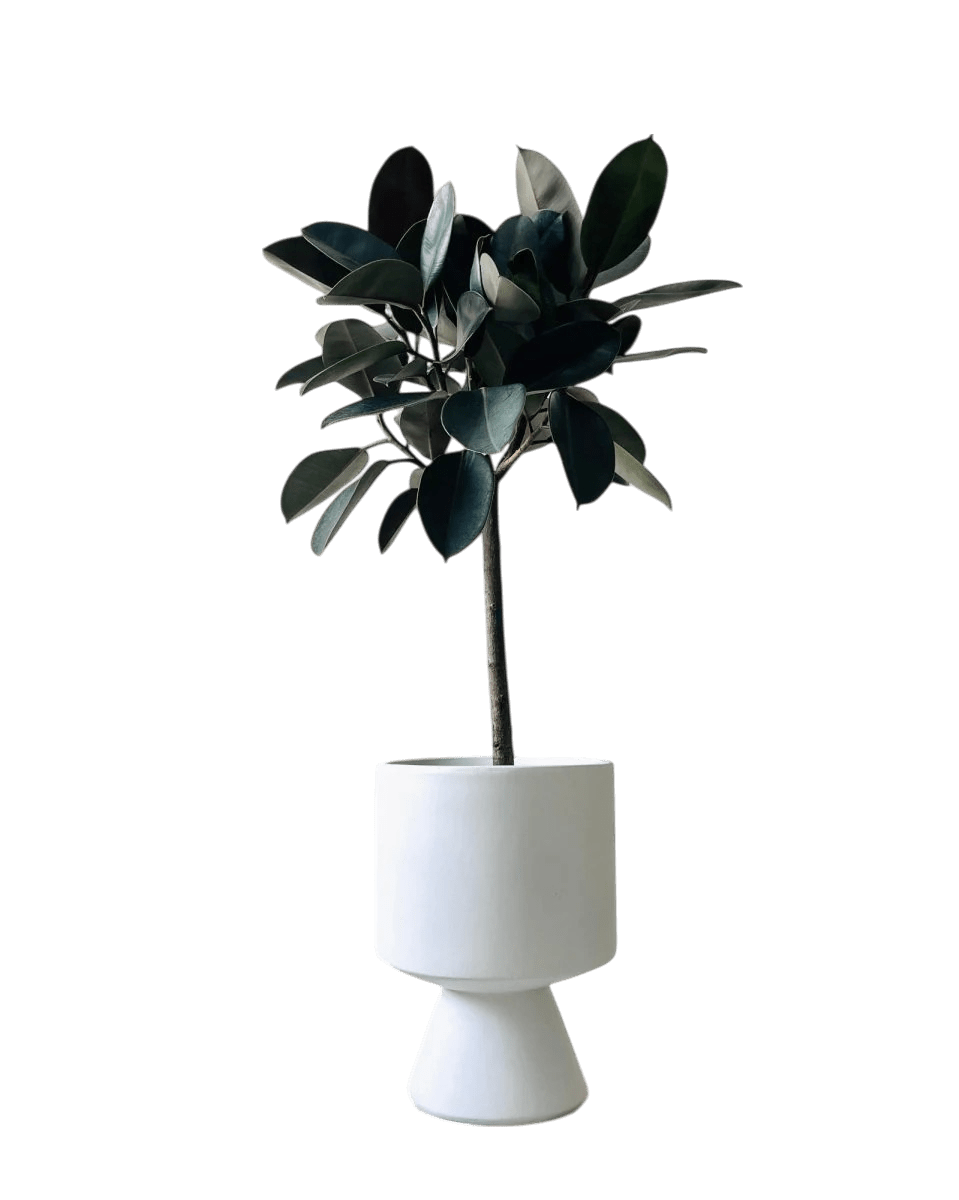 Ficus Elastica - Rubber Tree - Potted plant - POTT - RUBB - GRW - 1915 - Tumbleweed Plants - Online Plant Delivery Singapore