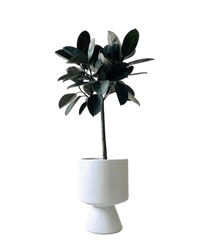 Ficus Elastica - Rubber Tree - Potted plant - POTT - RUBB - GRW - 1915 - Tumbleweed Plants - Online Plant Delivery Singapore