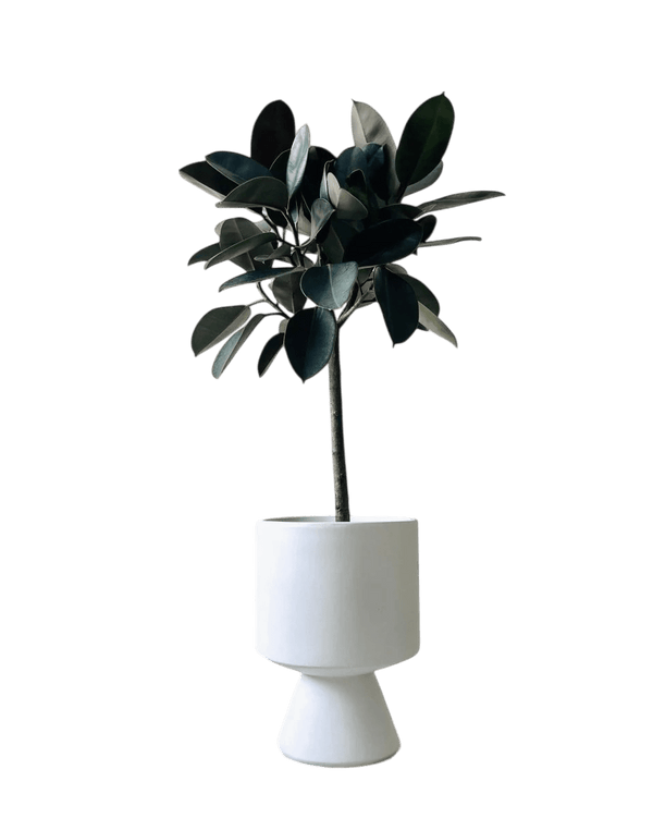 Ficus Elastica - Rubber Tree - Potted plant - POTT - RUBB - GRW - 1915 - Tumbleweed Plants - Online Plant Delivery Singapore