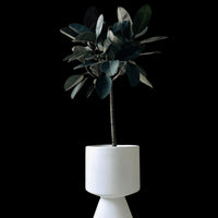Ficus Elastica - Rubber Tree