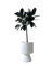 Ficus Elastica - Rubber Tree