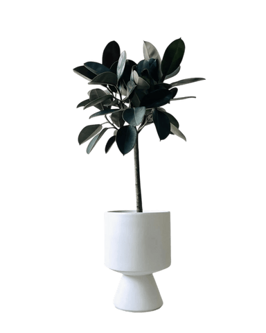 Ficus Elastica - Rubber Tree