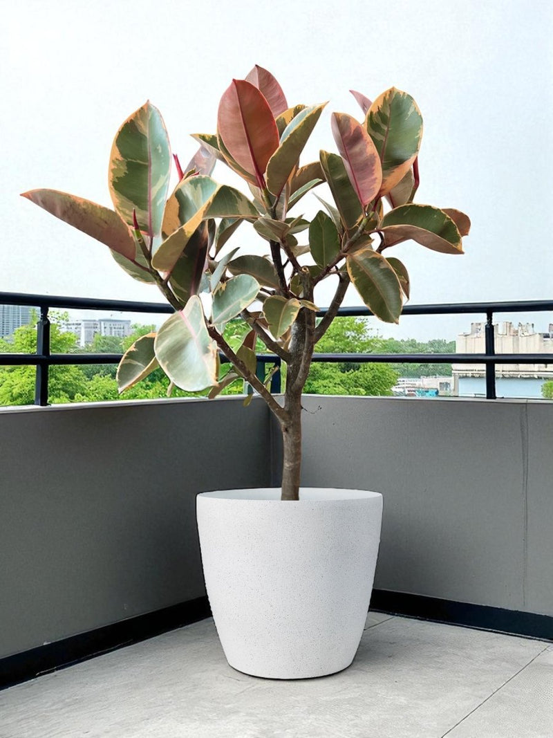 Ficus Elastica - Rubber Tree Variegated - Potted plant - POTT - FICU - GRW - 7142 - Tumbleweed Plants - Online Plant Delivery Singapore