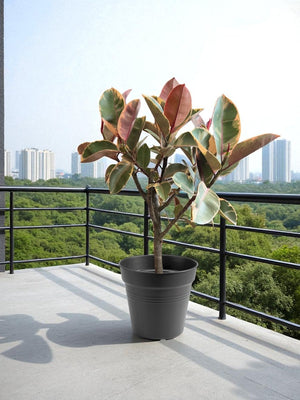 Ficus Elastica - Rubber Tree Variegated - Potted plant - POTT - FICU - GRW - 7142 - Tumbleweed Plants - Online Plant Delivery Singapore
