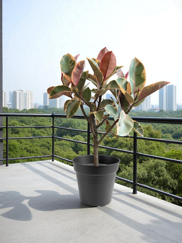 Ficus Elastica - Rubber Tree Variegated - Potted plant - POTT - FICU - GRW - 7142 - Tumbleweed Plants - Online Plant Delivery Singapore