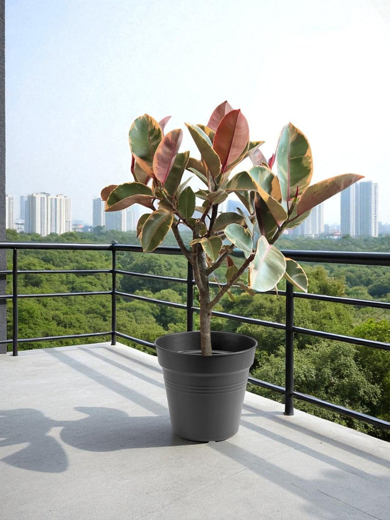 Ficus Elastica - Rubber Tree Variegated - Potted plant - POTT - FICU - GRW - 7142 - Tumbleweed Plants - Online Plant Delivery Singapore