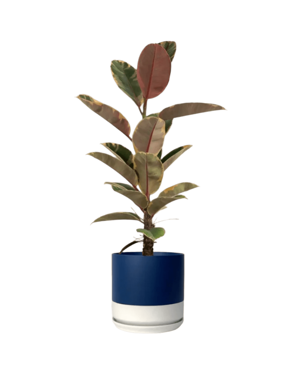 blue white two tone pot