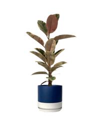 Ficus Elastica Ruby - Potted plant - POTT - FICU - BLW - 4021 - Tumbleweed Plants - Online Plant Delivery Singapore