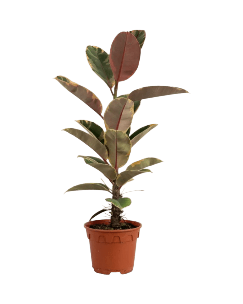 Ficus Elastica Ruby - Potted plant - JUST - FICU - GRW - 2821 - Tumbleweed Plants - Online Plant Delivery Singapore