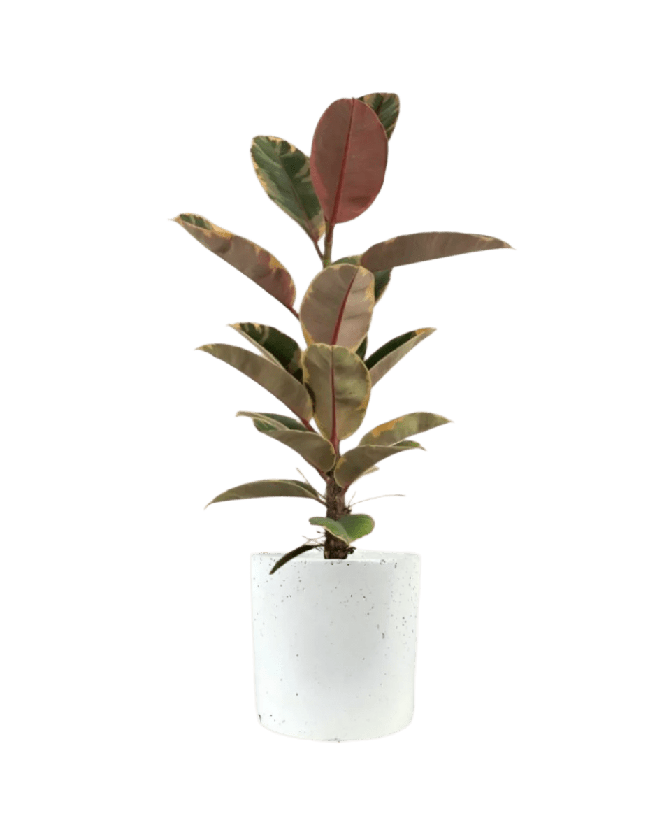 Ficus Elastica Ruby - Potted plant - JUST - FICU - TRR - 2820 - Tumbleweed Plants - Online Plant Delivery Singapore