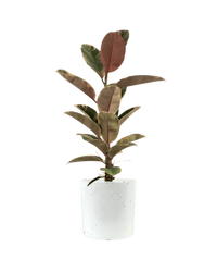 Ficus Elastica Ruby - Potted plant - JUST - FICU - TRR - 2820 - Tumbleweed Plants - Online Plant Delivery Singapore