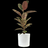 Ficus Elastica Ruby