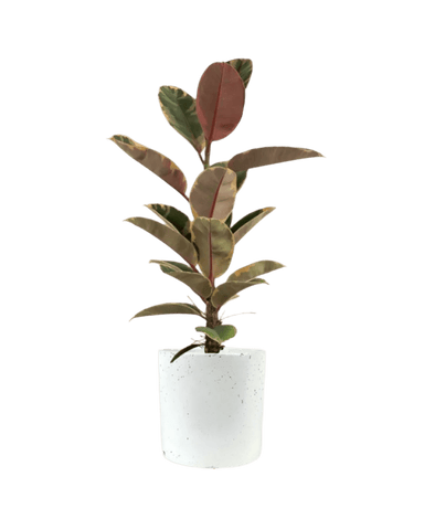 Ficus Elastica Ruby