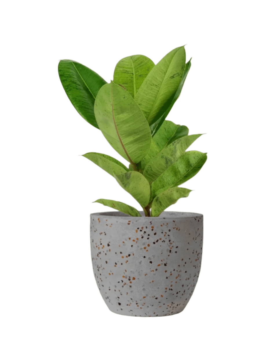 Ficus Elastica Shivereana - Potted plant - POTT - RUBB - GGP - 3579 - Tumbleweed Plants - Online Plant Delivery Singapore