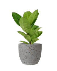 Ficus Elastica Shivereana - Potted plant - POTT - RUBB - GGP - 3579 - Tumbleweed Plants - Online Plant Delivery Singapore