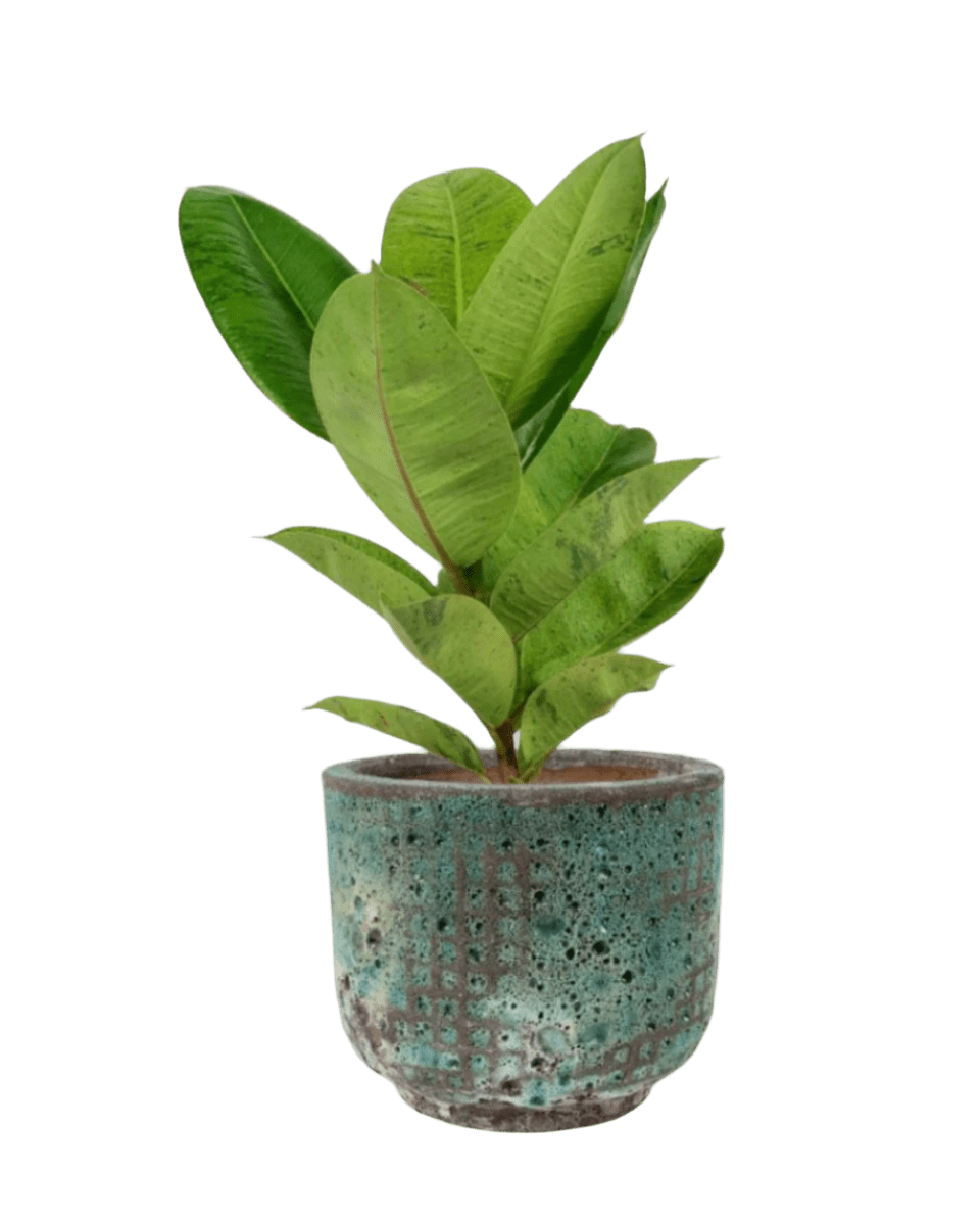 Ficus Elastica Shivereana - Potted plant - POTT - RUBB - GGP - 3579 - Tumbleweed Plants - Online Plant Delivery Singapore