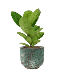 Ficus Elastica Shivereana - Potted plant - POTT - RUBB - GGP - 3579 - Tumbleweed Plants - Online Plant Delivery Singapore