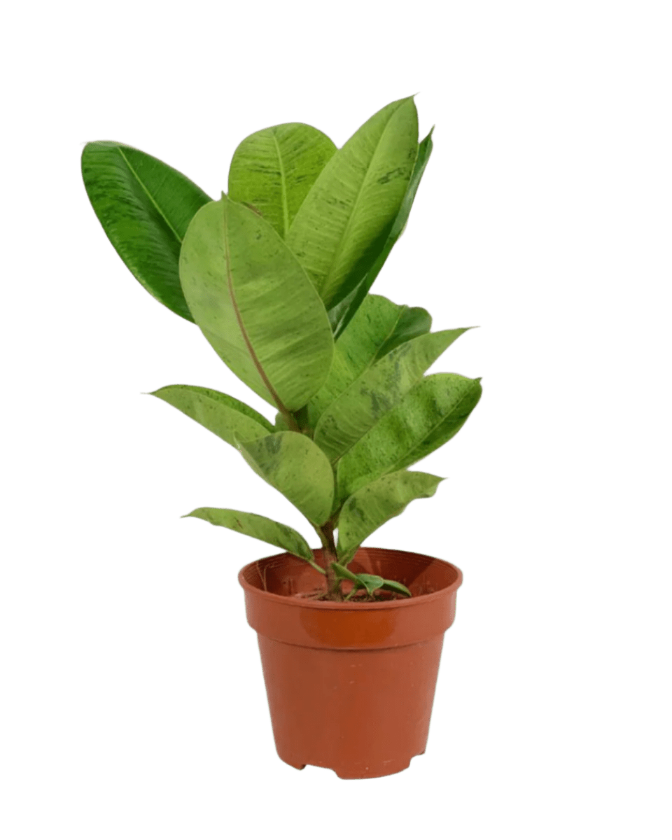 Ficus Elastica Shivereana - Potted plant - POTT - RUBB - GRW - 3581 - Tumbleweed Plants - Online Plant Delivery Singapore