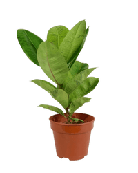 Ficus Elastica Shivereana - Potted plant - POTT - RUBB - GRW - 3581 - Tumbleweed Plants - Online Plant Delivery Singapore