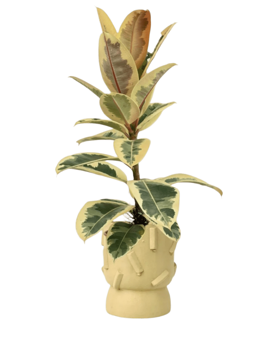 dash planter- sage