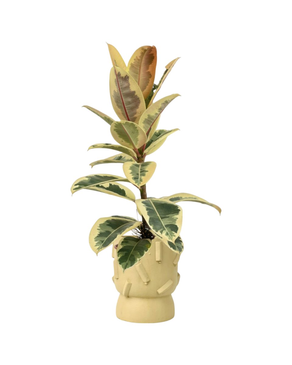 Ficus Elastica Tineke - dash planter- sage - Potted plant - Tumbleweed Plants - Online Plant Delivery Singapore