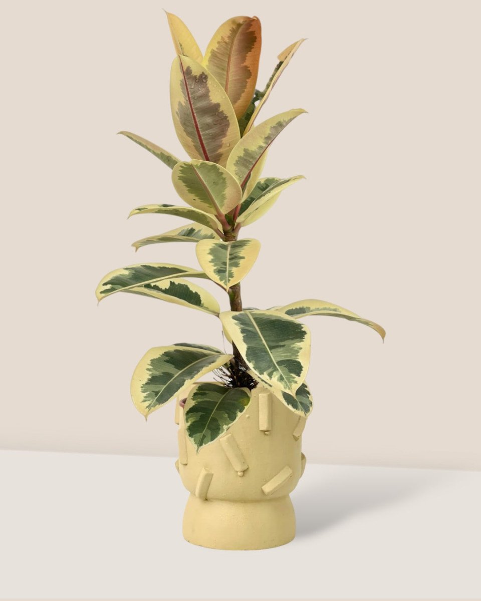 Ficus Elastica Tineke - dash planter- sage - Potted plant - Tumbleweed Plants - Online Plant Delivery Singapore