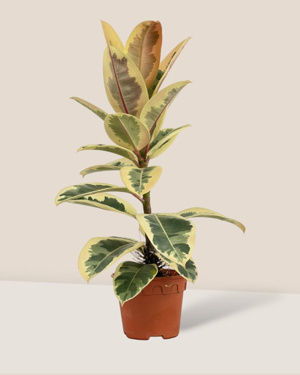 Ficus Elastica Tineke - grow pot - Potted plant - Tumbleweed Plants - Online Plant Delivery Singapore