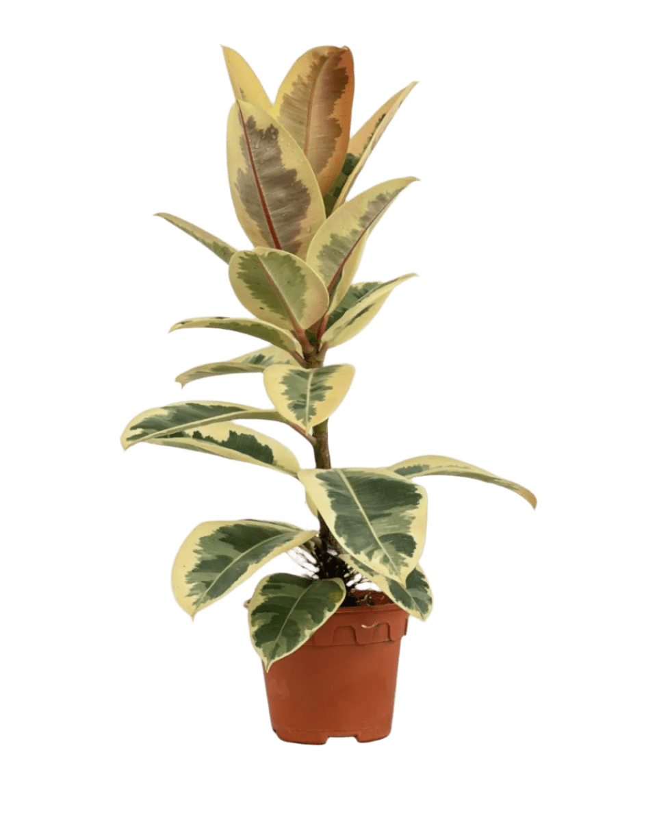 Ficus Elastica Tineke - Potted plant - GIFT - FICU - GRW - 5136 - Tumbleweed Plants - Online Plant Delivery Singapore