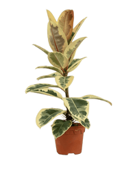 Ficus Elastica Tineke - Potted plant - GIFT - FICU - GRW - 5136 - Tumbleweed Plants - Online Plant Delivery Singapore