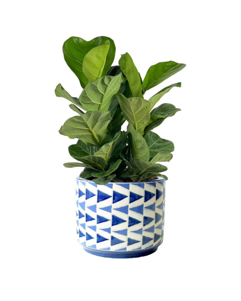 Ficus lyrata 3-in1 Plant - grow pot - Potted plant - Tumbleweed Plants - Online Plant Delivery Singapore