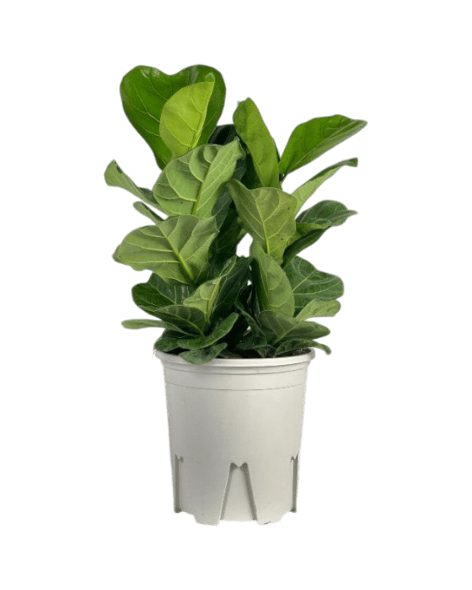 Ficus lyrata 3 - in1 Plant - Potted plant - POTT - FICU - GRW - 5995 - Tumbleweed Plants - Online Plant Delivery Singapore