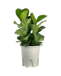 Ficus lyrata 3 - in1 Plant - Potted plant - POTT - FICU - GRW - 5995 - Tumbleweed Plants - Online Plant Delivery Singapore