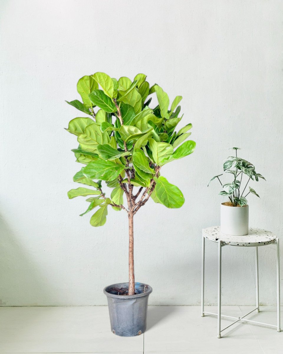 Ficus Lyrata 'Fiddle - leaf Fig' - Potted plant - POTT - FIDD - GRW - 1919 - Tumbleweed Plants - Online Plant Delivery Singapore