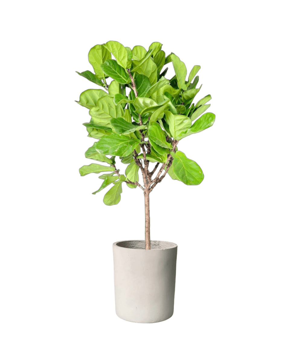 Ficus Lyrata 'Fiddle - leaf Fig' - Potted plant - POTT - FIDD - GRW - 1919 - Tumbleweed Plants - Online Plant Delivery Singapore