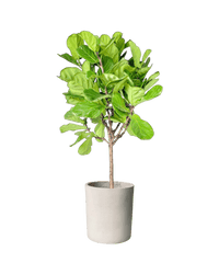 Ficus Lyrata 'Fiddle - leaf Fig' - Potted plant - POTT - FIDD - GRW - 1919 - Tumbleweed Plants - Online Plant Delivery Singapore
