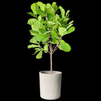Ficus Lyrata 'Fiddle-leaf Fig'