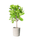 Ficus Lyrata 'Fiddle-leaf Fig'