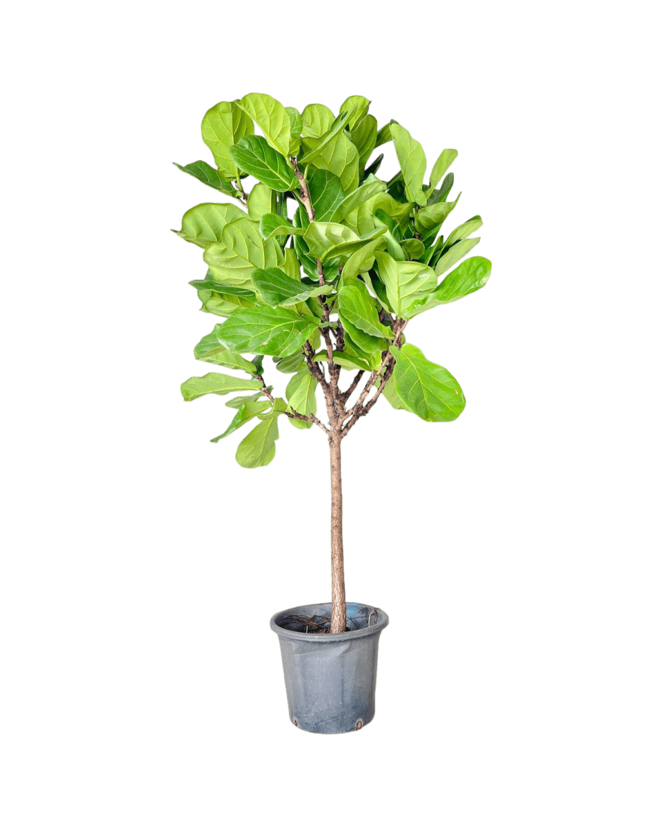 Ficus Lyrata 'Fiddle - leaf Fig' - Potted plant - POTT - FIDD - GRW - 1919 - Tumbleweed Plants - Online Plant Delivery Singapore