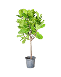 Ficus Lyrata 'Fiddle - leaf Fig' - Potted plant - POTT - FIDD - GRW - 1919 - Tumbleweed Plants - Online Plant Delivery Singapore