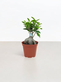 Ficus Microcarpa Baby - Potted plant - POTT - FICU - GRW - 6646 - Tumbleweed Plants - Online Plant Delivery Singapore