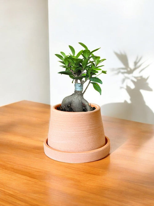 Ficus Microcarpa Baby - Potted plant - POTT - FICU - GRW - 6646 - Tumbleweed Plants - Online Plant Delivery Singapore