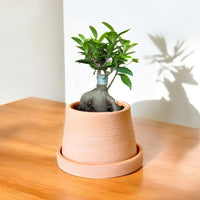 Ficus Microcarpa Baby