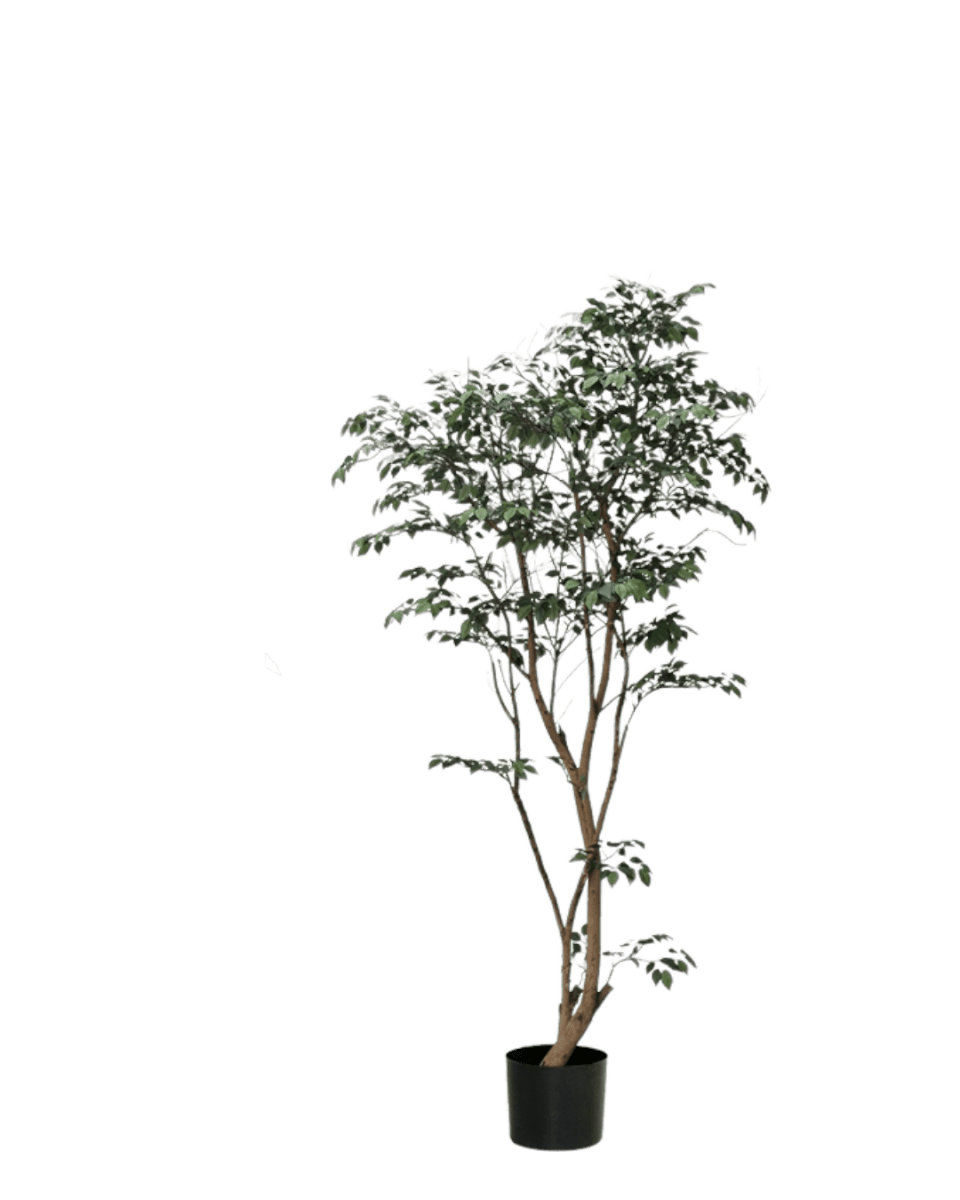 Ficus - Real - Trunk Artificial - Potted plant - 5516314535781 - Tumbleweed Plants - Online Plant Delivery Singapore