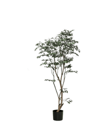 Ficus - Real - Trunk Artificial - Potted plant - 5516314535781 - Tumbleweed Plants - Online Plant Delivery Singapore