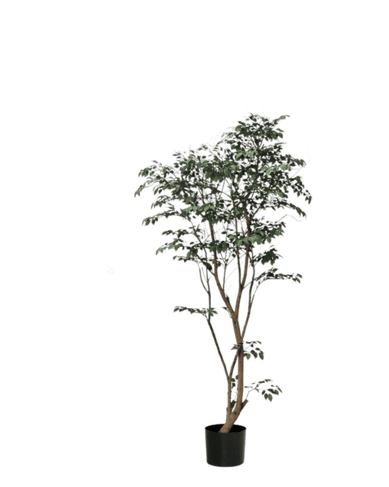 Ficus - Real - Trunk Artificial - Potted plant - 5516314535781 - Tumbleweed Plants - Online Plant Delivery Singapore